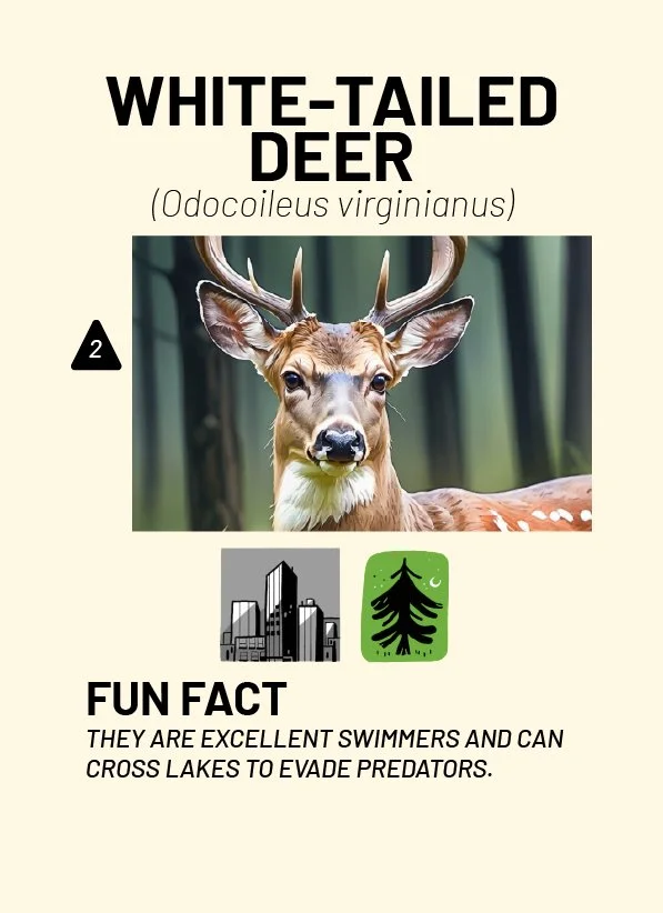 CreatureCards-31.jpg