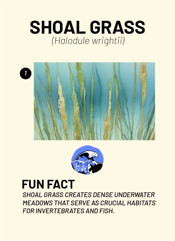 CreatureCards-72.jpg