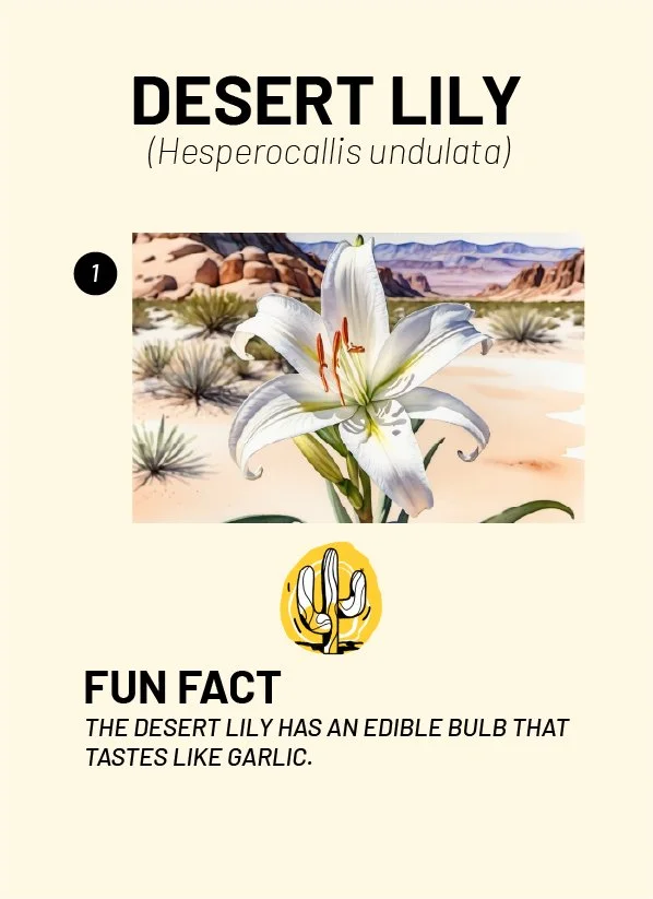CreatureCards-21.jpg