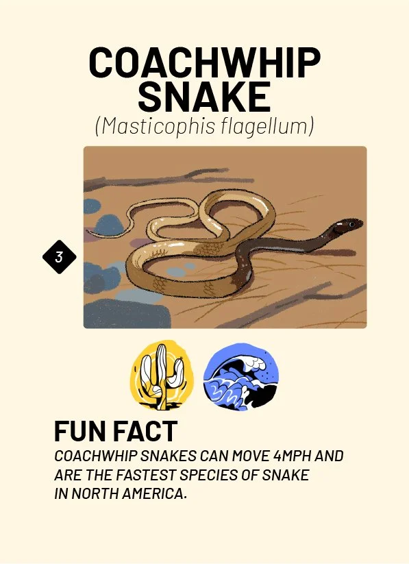 CreatureCards-13.jpg