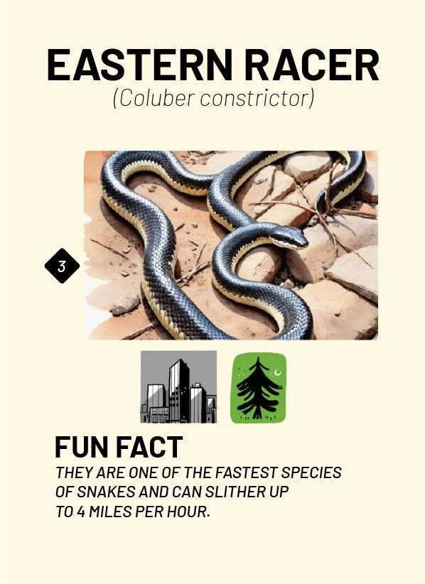 CreatureCards-30.jpg