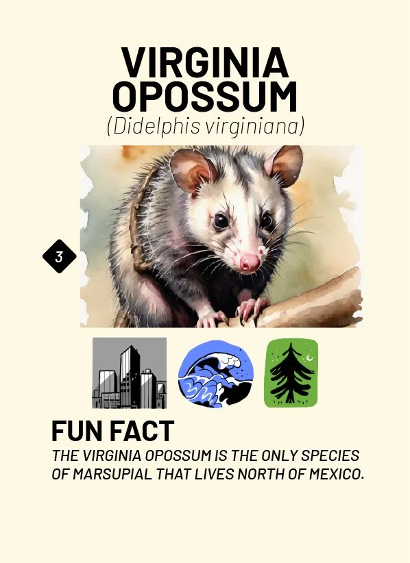CreatureCards-29.jpg