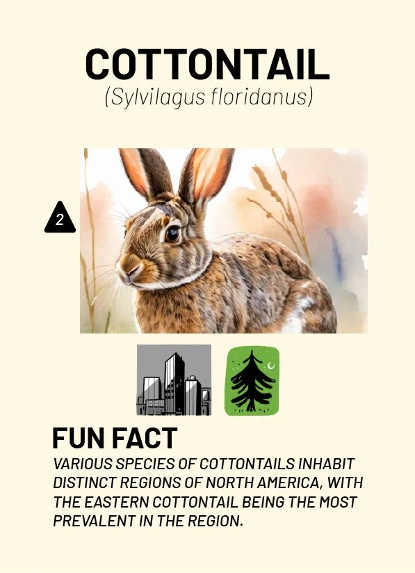 CreatureCards-52.jpg