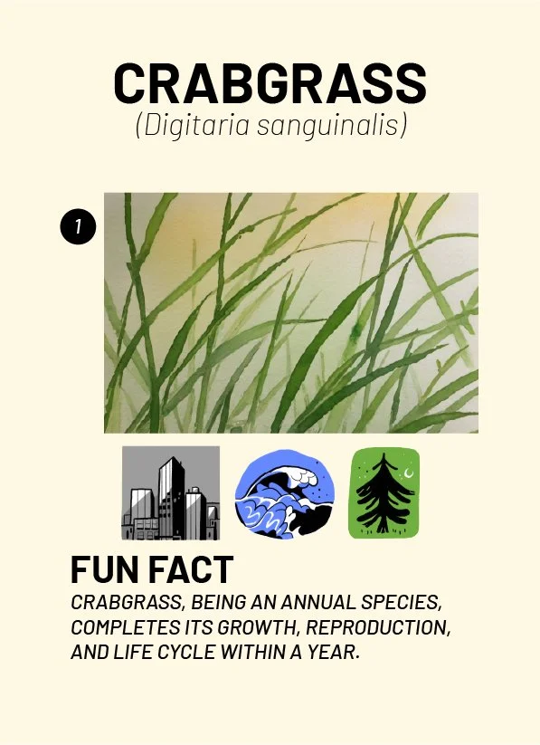 CreatureCards-40.jpg