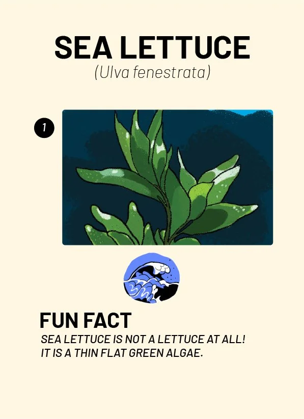 CreatureCards-76.jpg