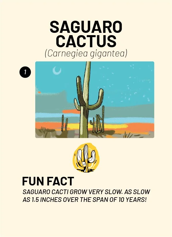 CreatureCards-24.jpg