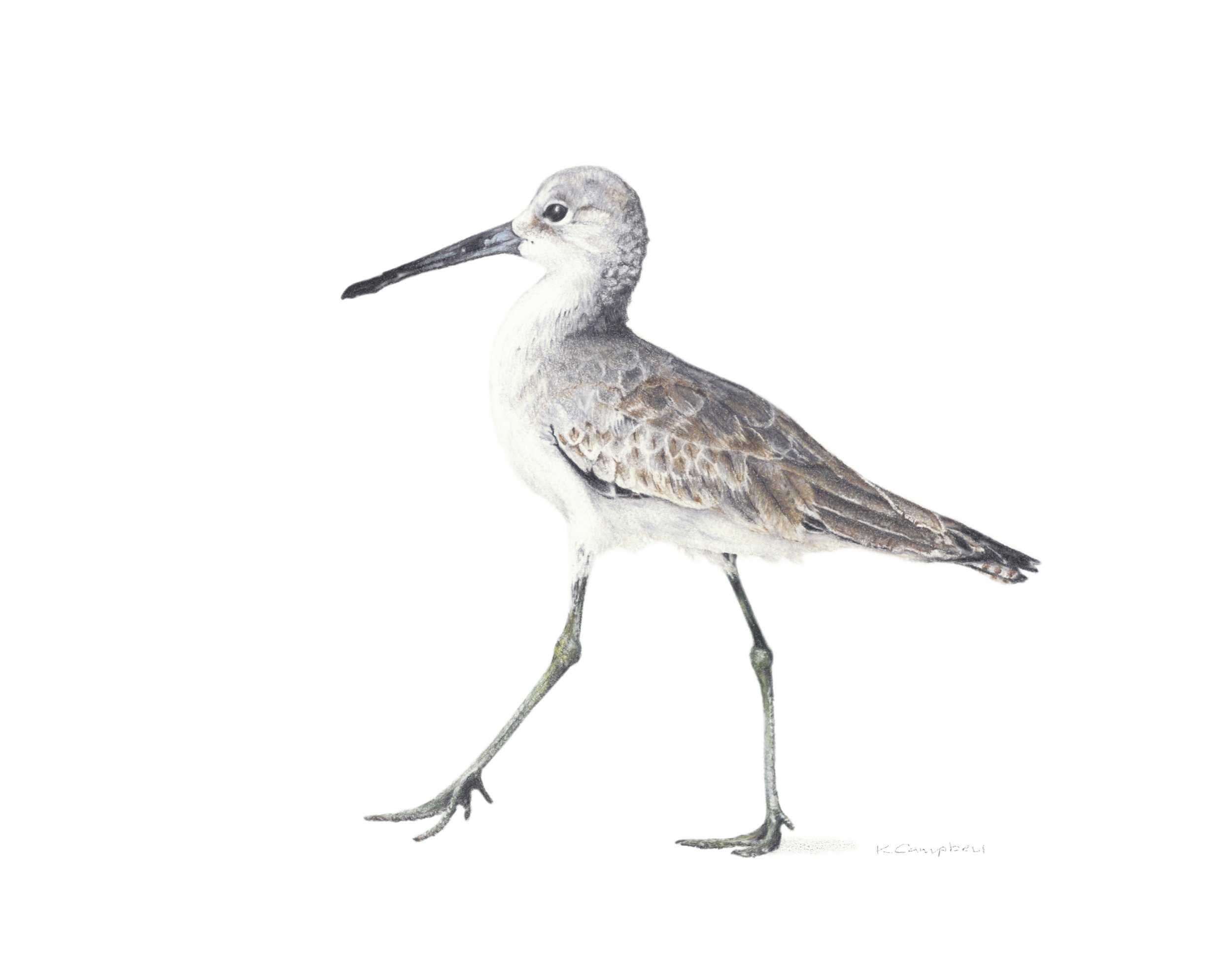 sandpiper strut.jpg