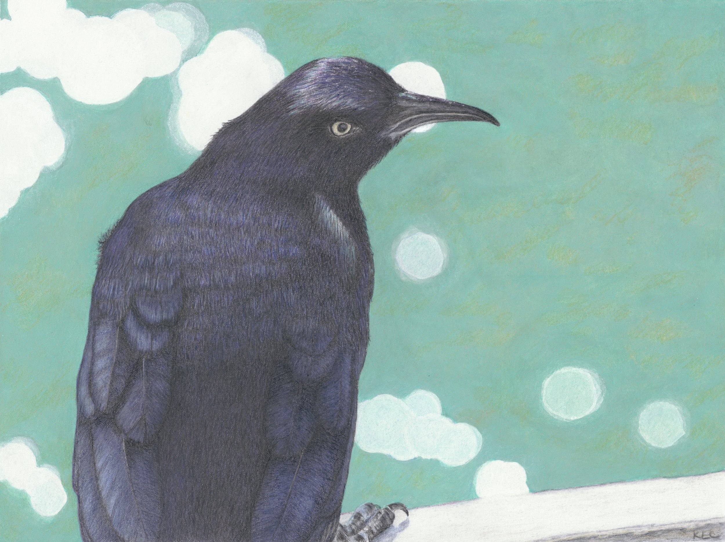 grackle on pier_cropped.jpeg