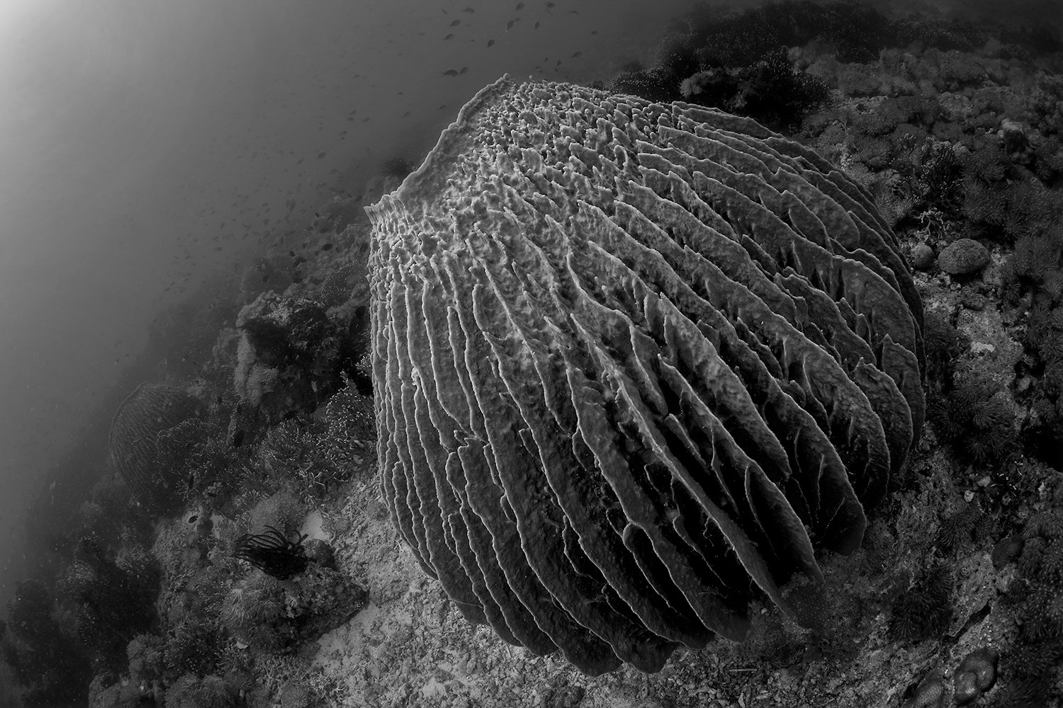  Barrel Sponge, 2013 Bali, Indonesia 