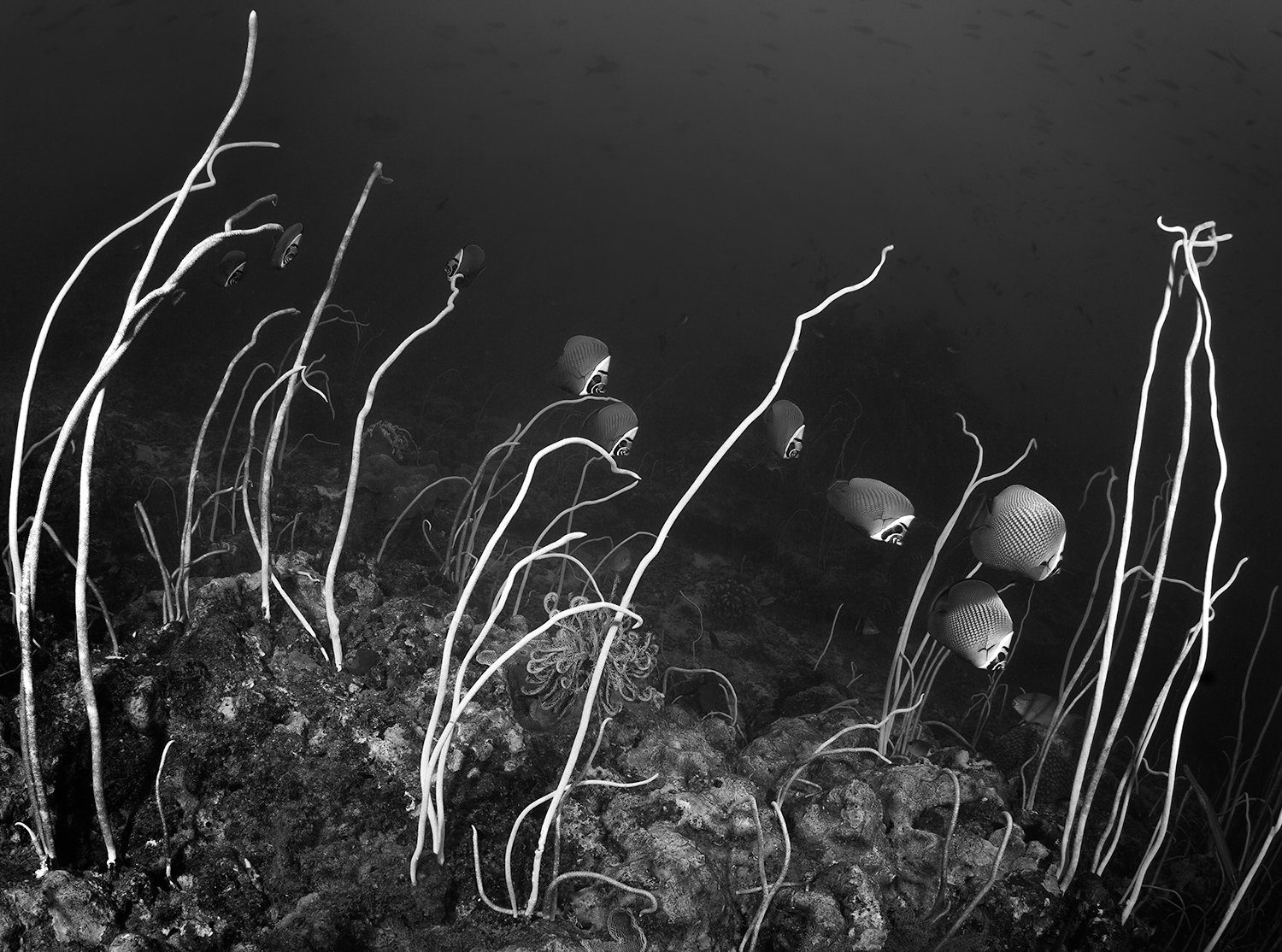  Butteryfly Sea Whip, 2013 Phuket, Thailand 