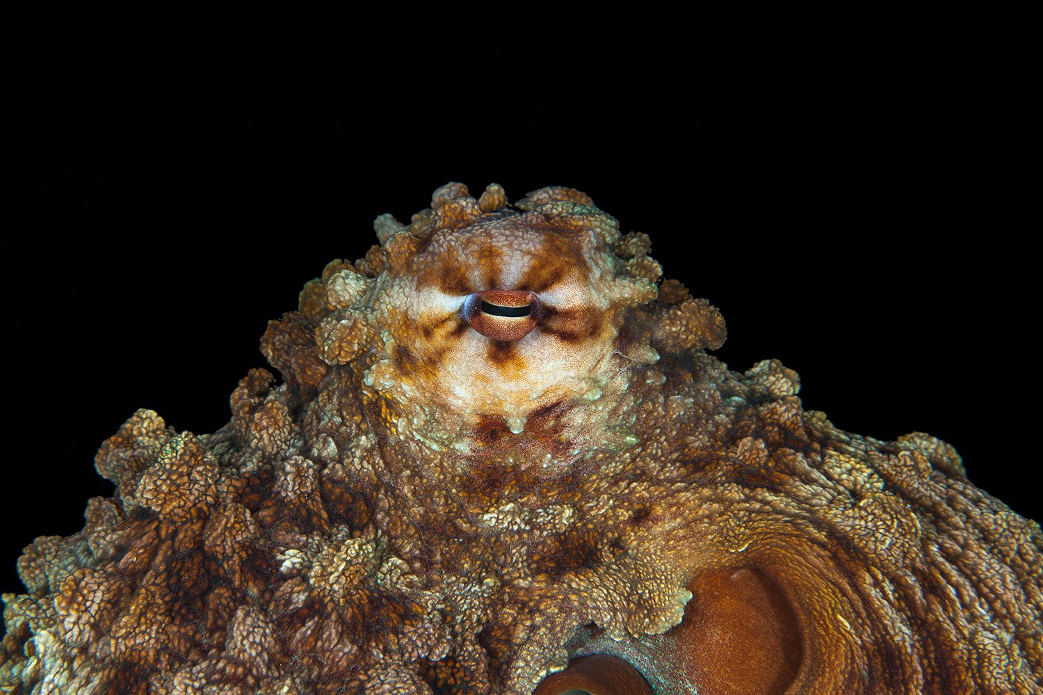  Reef Octopus, 2012 Phuket, Thailand 
