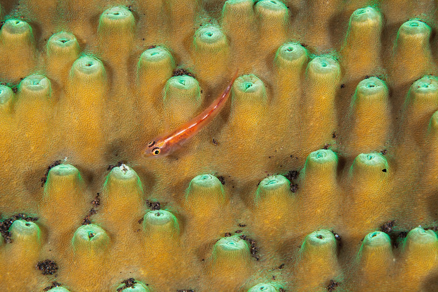  Goby, 2013 Bali, Indonesia 