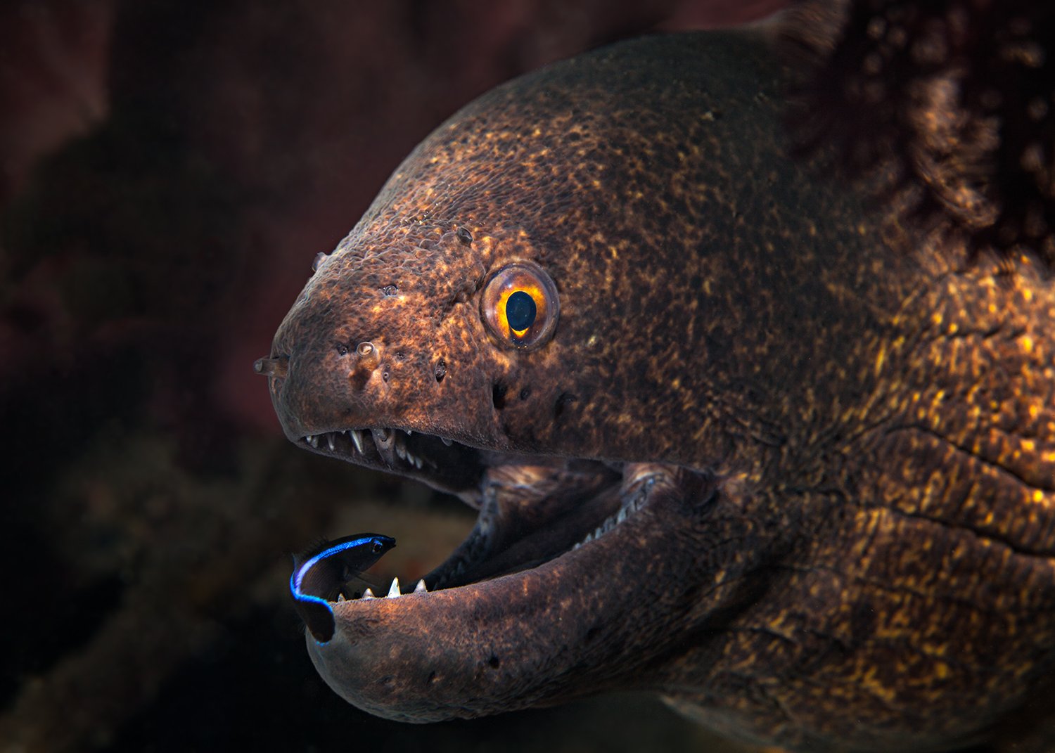  Moray &amp; Wrasse, 2013 Bali, Indonesia 