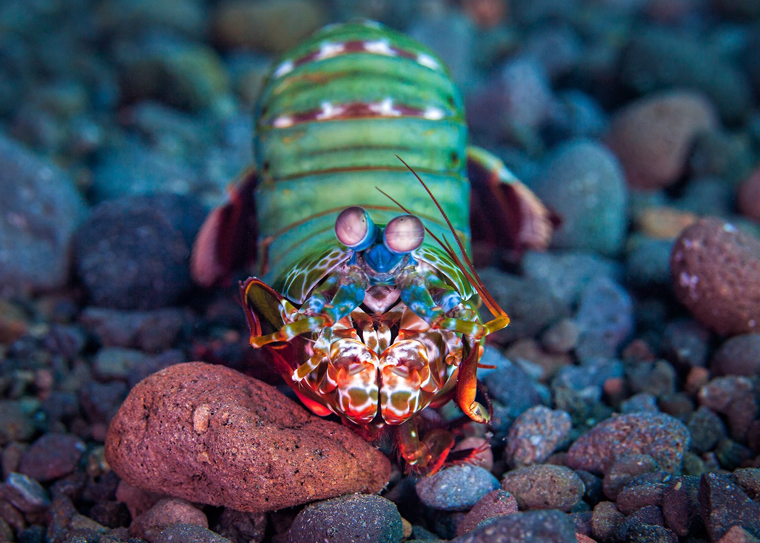  Peacock Mantis Shrimp, 2013 Bali, Indonesia 