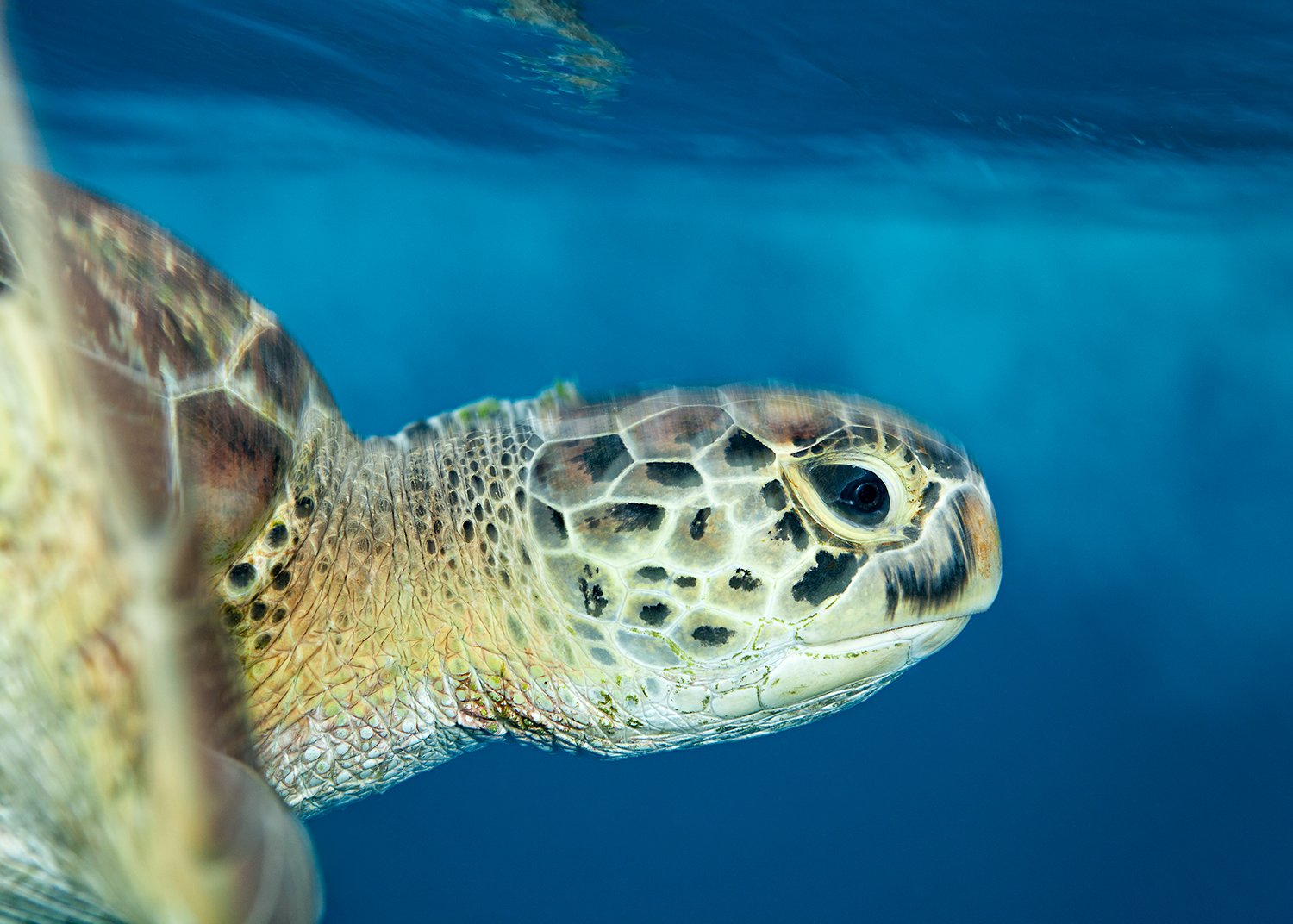  Green Sea Turtle, 2013 Phuket, Thailand 