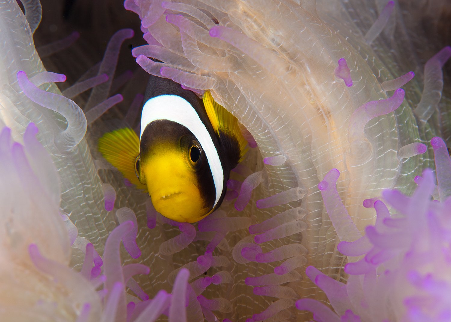  Anemonefish, 2013 Phuket, Thailand 