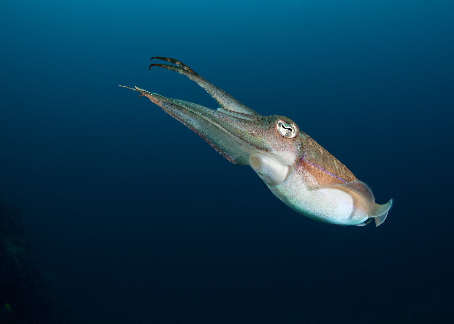  Reef Squid, 2013 Bali, Indonesia 