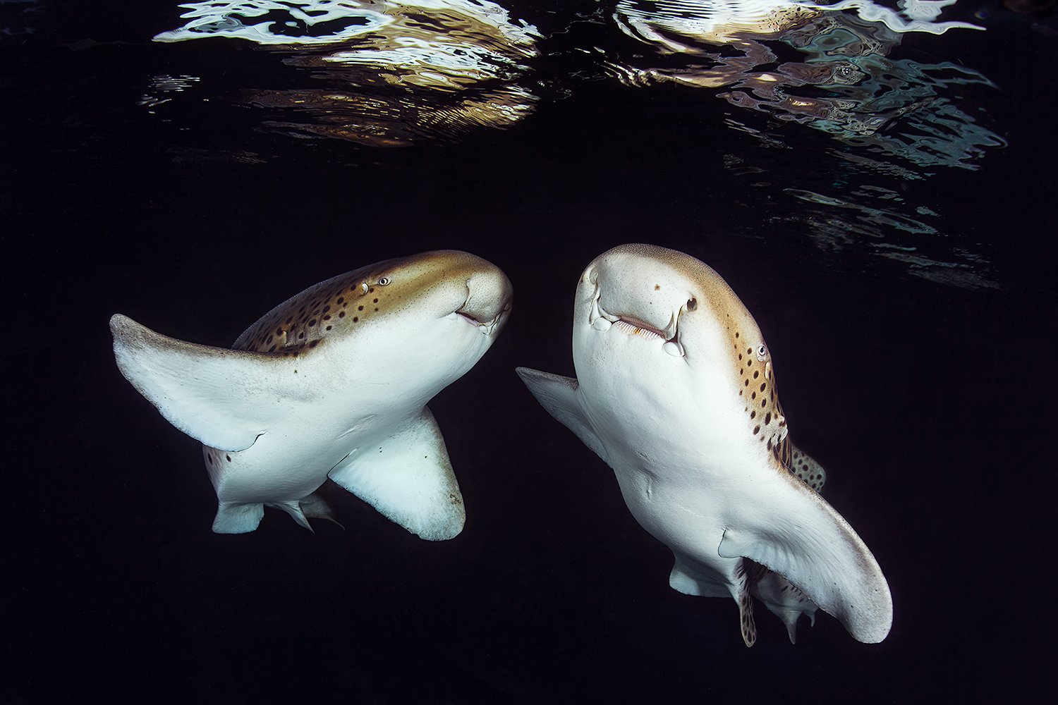  Leopard Sharks, 2014  Paris, France 