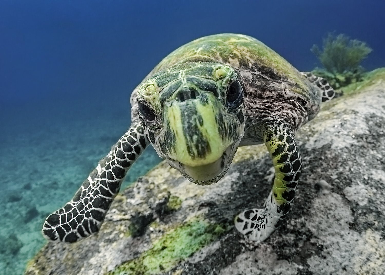  Hawksbill Sea Turtle, 2013 Phuket, Thailand 