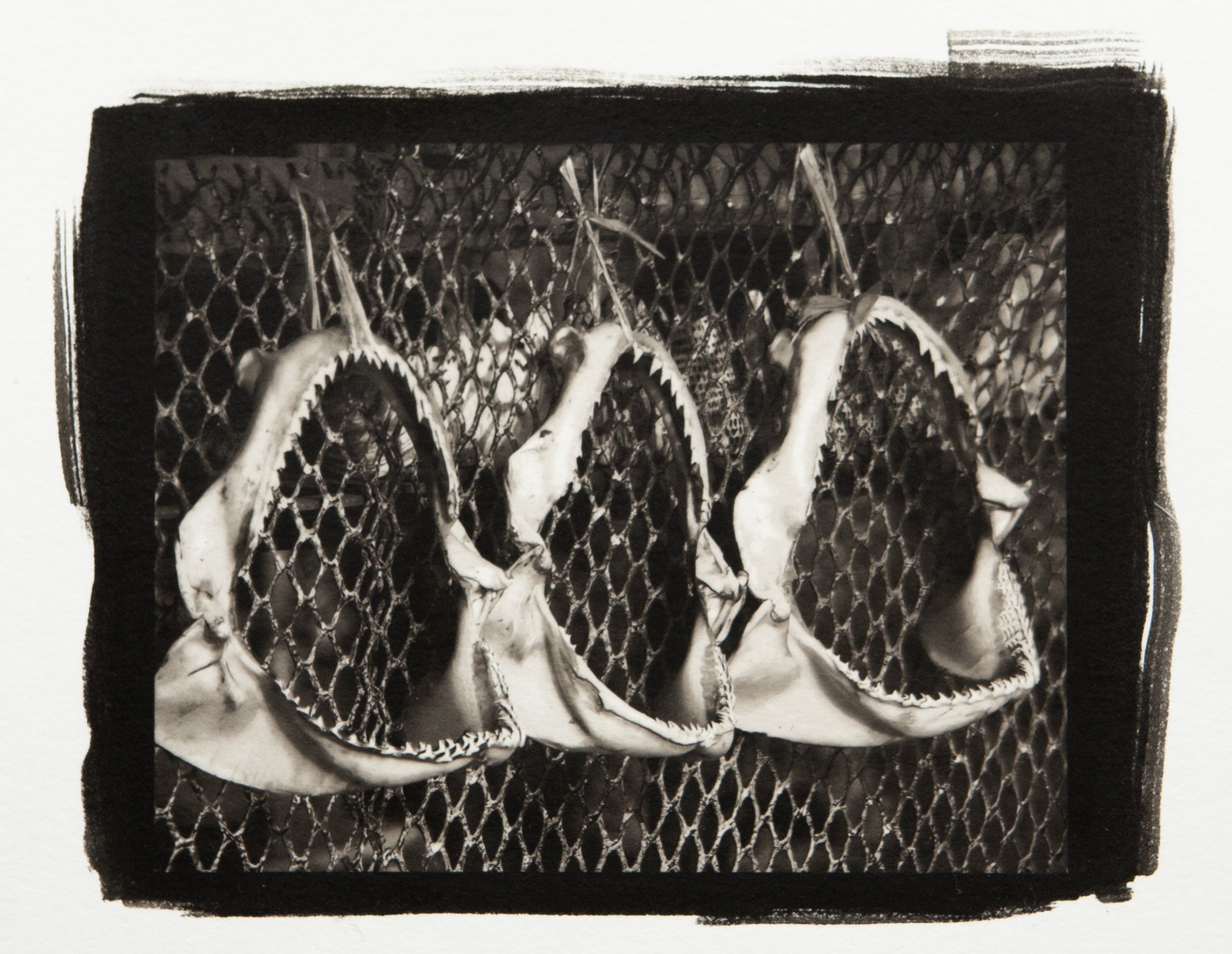  Reef Sharks, 2009 Wakatobi, Indonesia Platinum Print (8x10) 