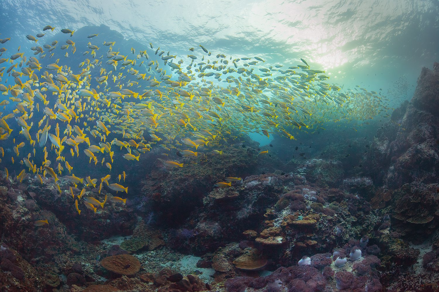  Snapper Alley Phuket, Thailand, 2013 Pigment Print on Archival Substrate (17x22) 