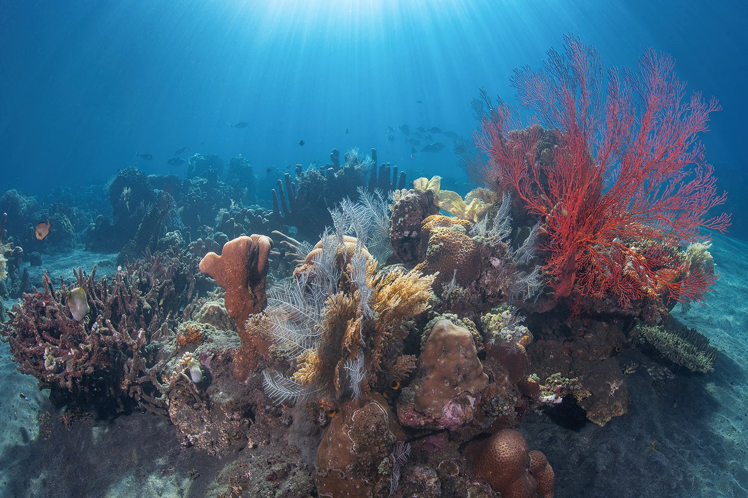  Jemeluk Bay Bali, Indonesia, 2013 Pigment Print on Archival Substrate (17x22) 