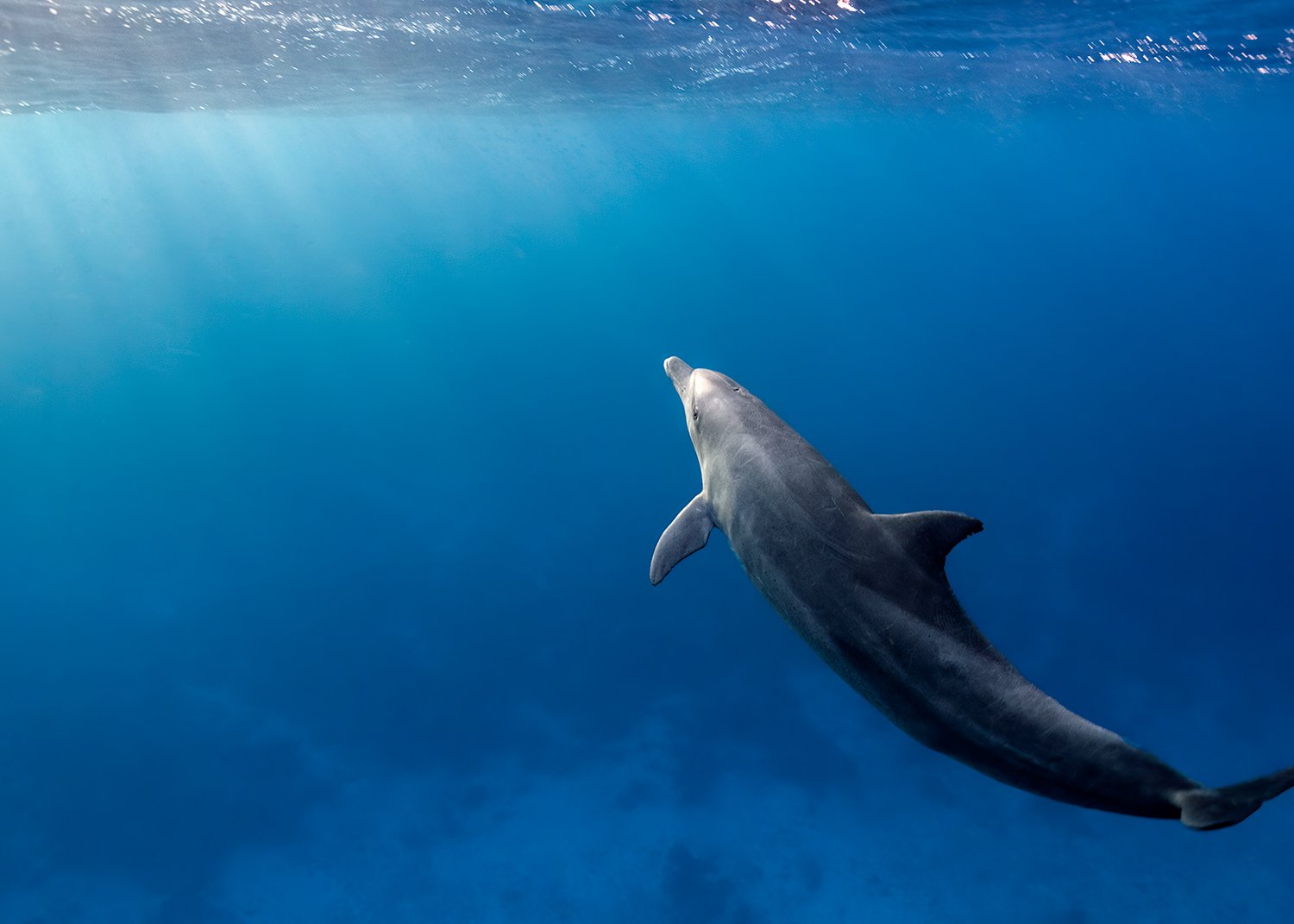  Bottlenose Dolphin, 2015 Southern Red Sea, Egypt 