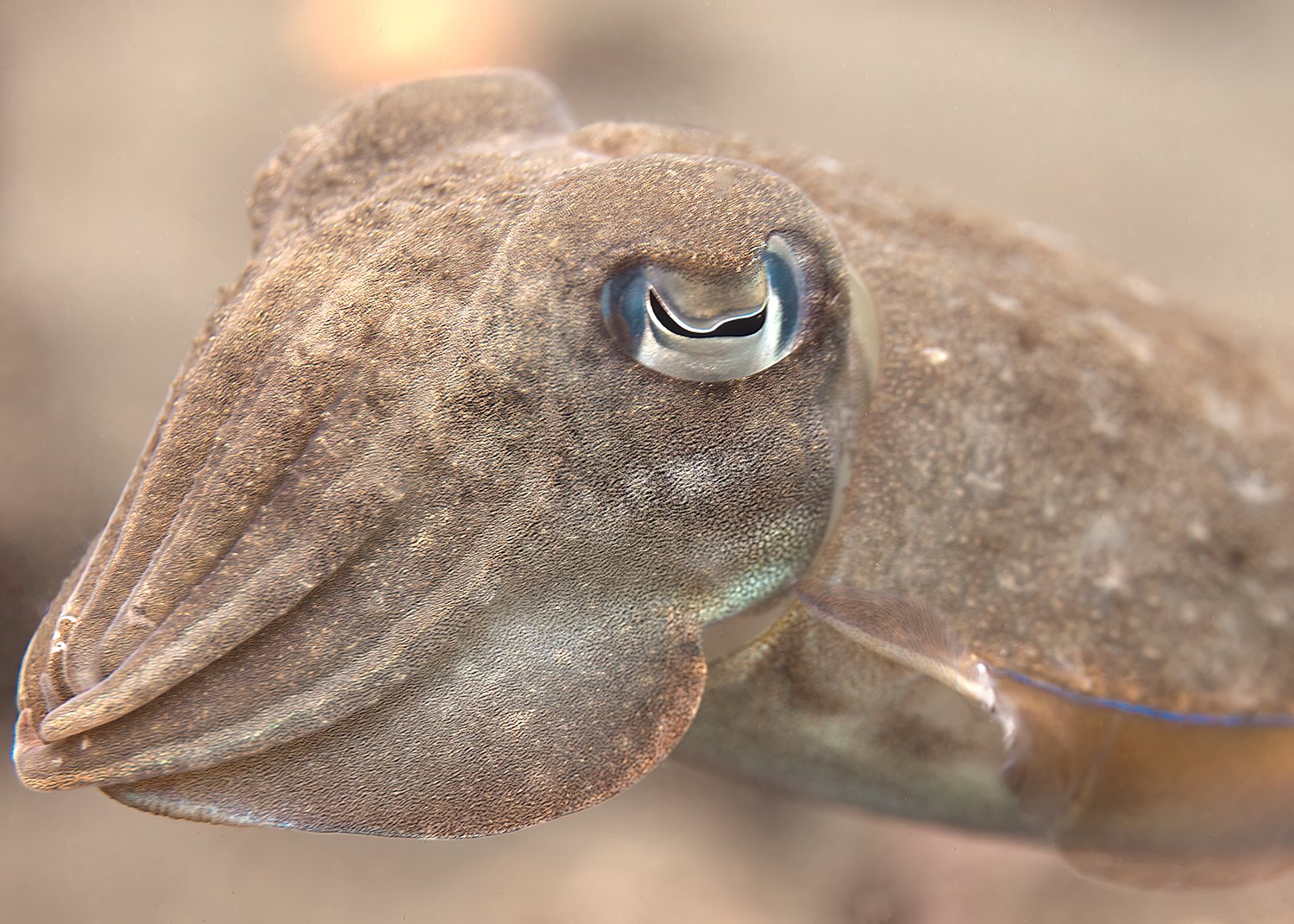  Reef Cuttlefish, 2013 Bali, Indonesia 