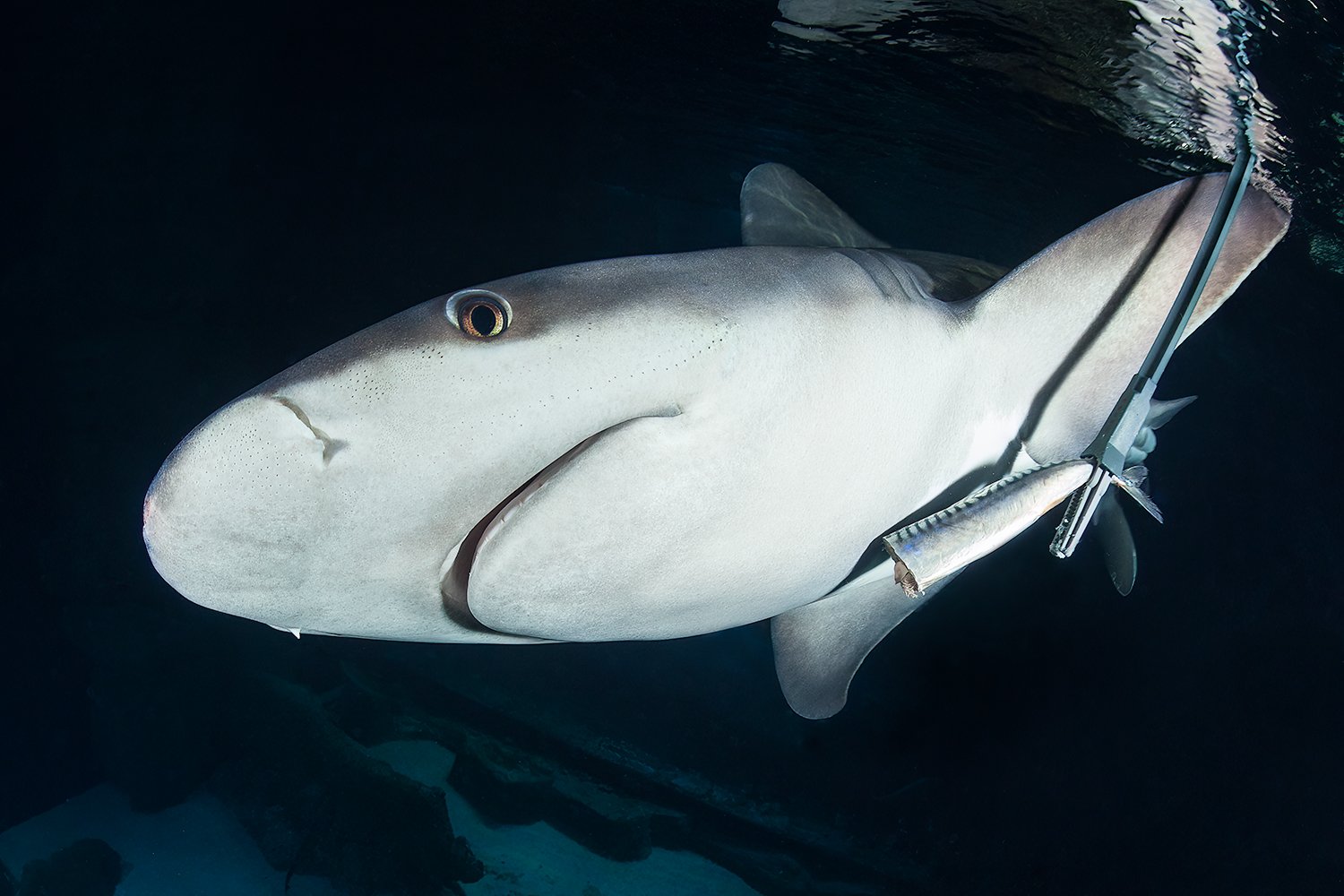  Gray Reef Shark, 2014 Paris, France 