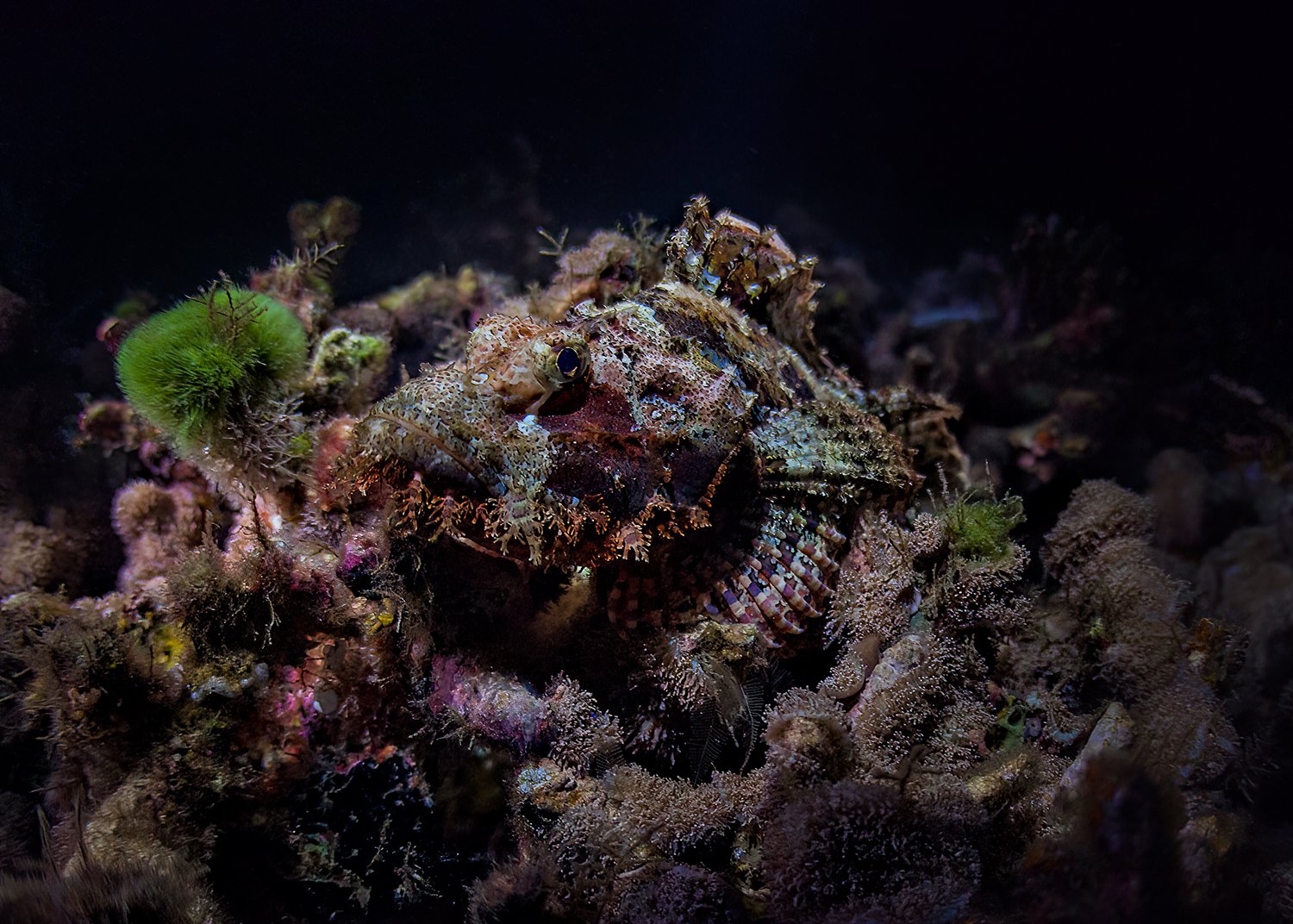  Scorpionfish, 2013 Phuket, Thailand 