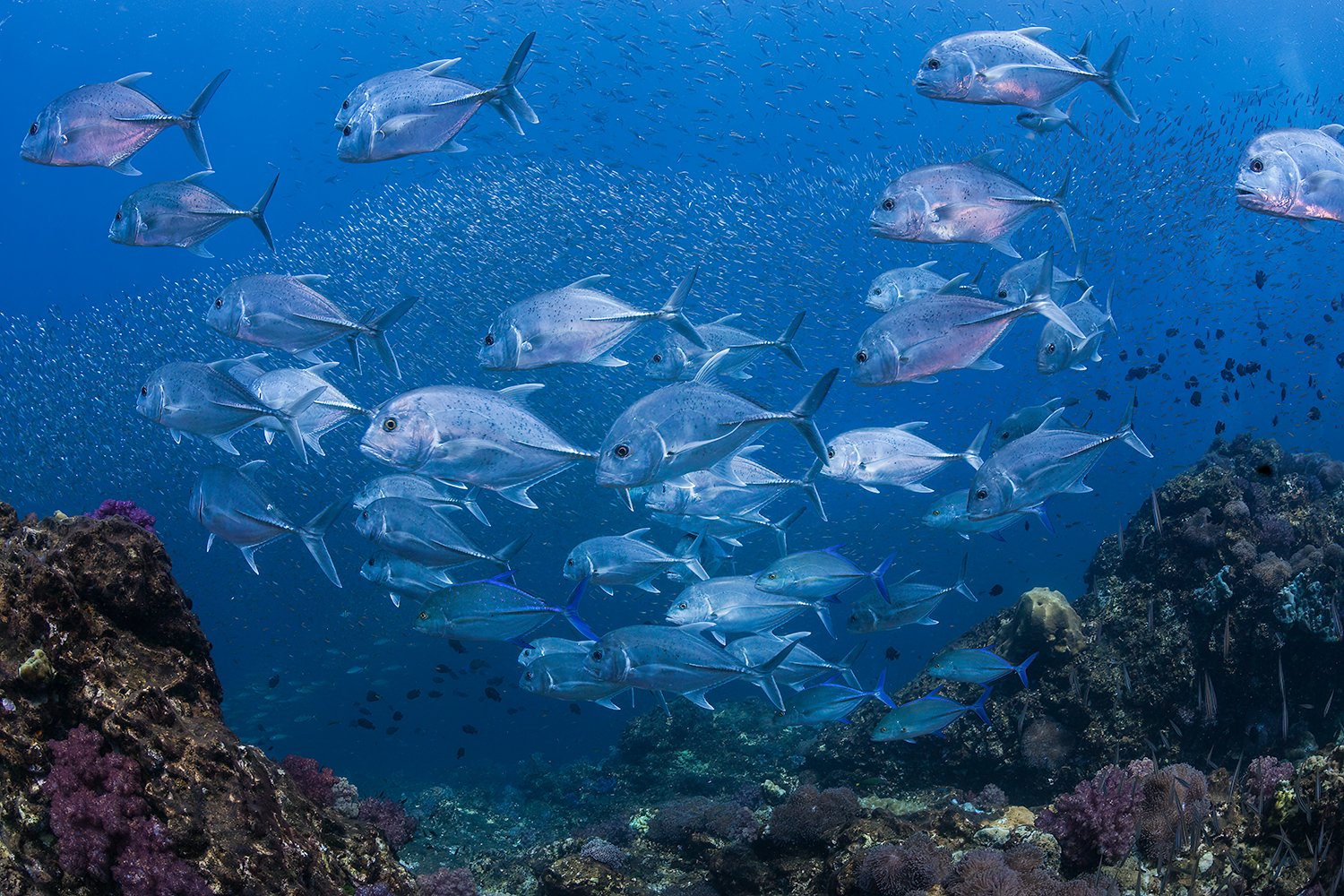  Trevally, 2013 Similan Islands, Thailand 