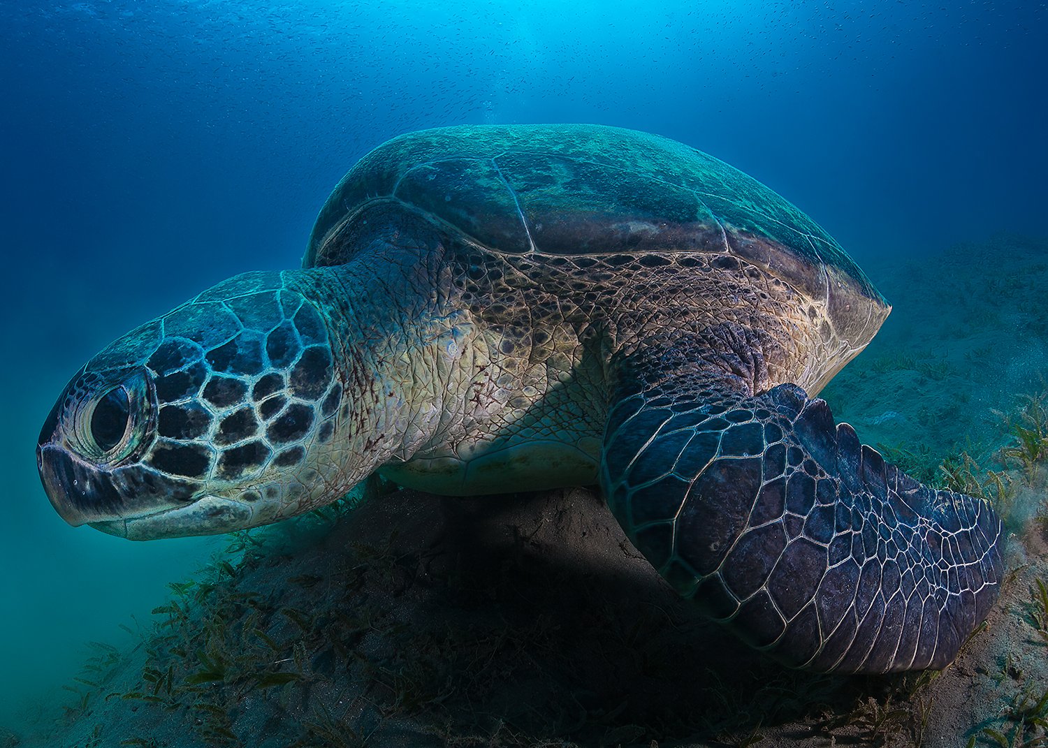  Green Sea Turtle, 2013 Phuket, Thailand 