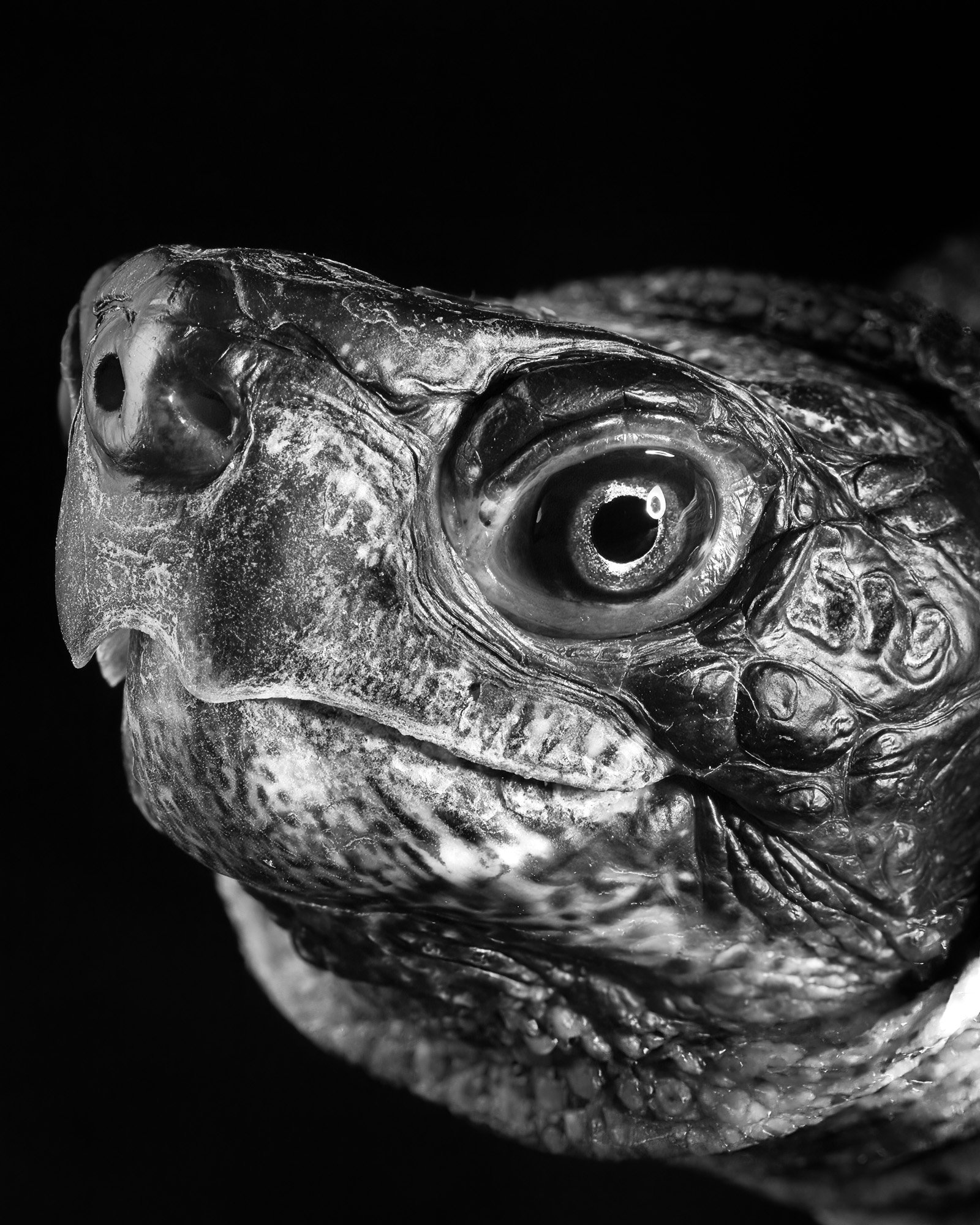  Wood Turtle Glyptemys insculpta 