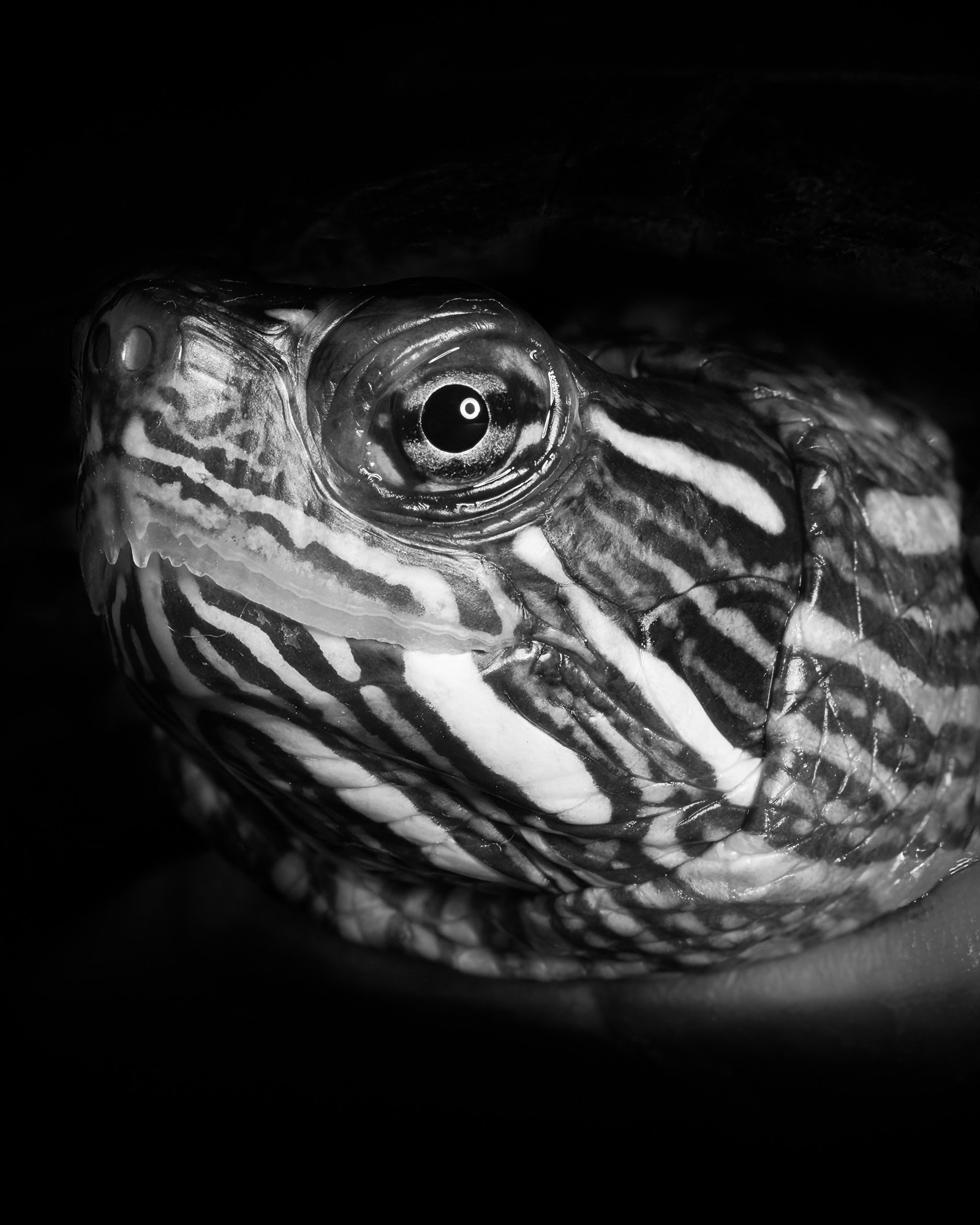  Painted Turtle Chrysemys picta 