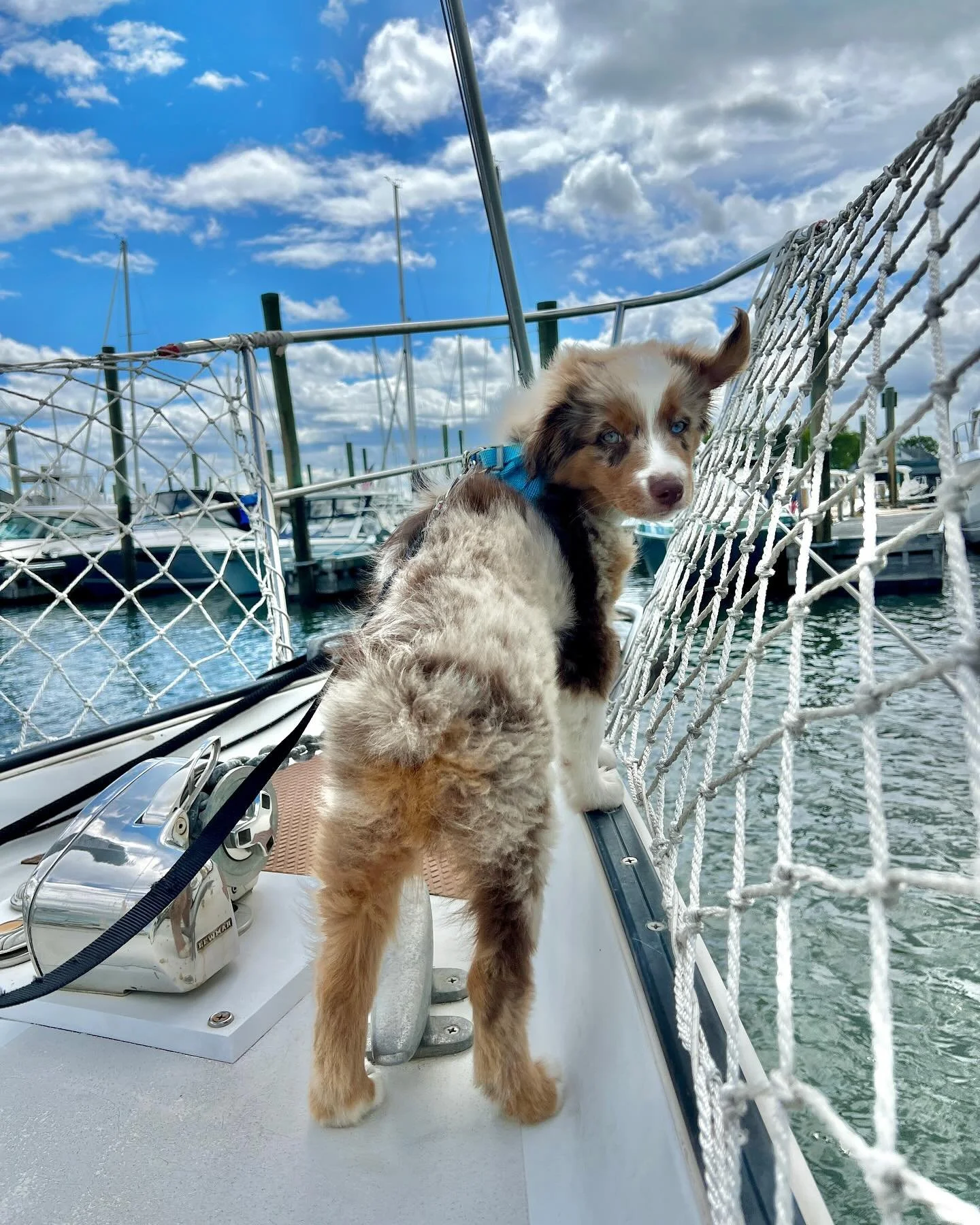 We&rsquo;ve become dog people. Meet Pickles, our new best friend. He&rsquo;s a couple months old and already learning how to sail. 🐾 All dog training advice welcome!