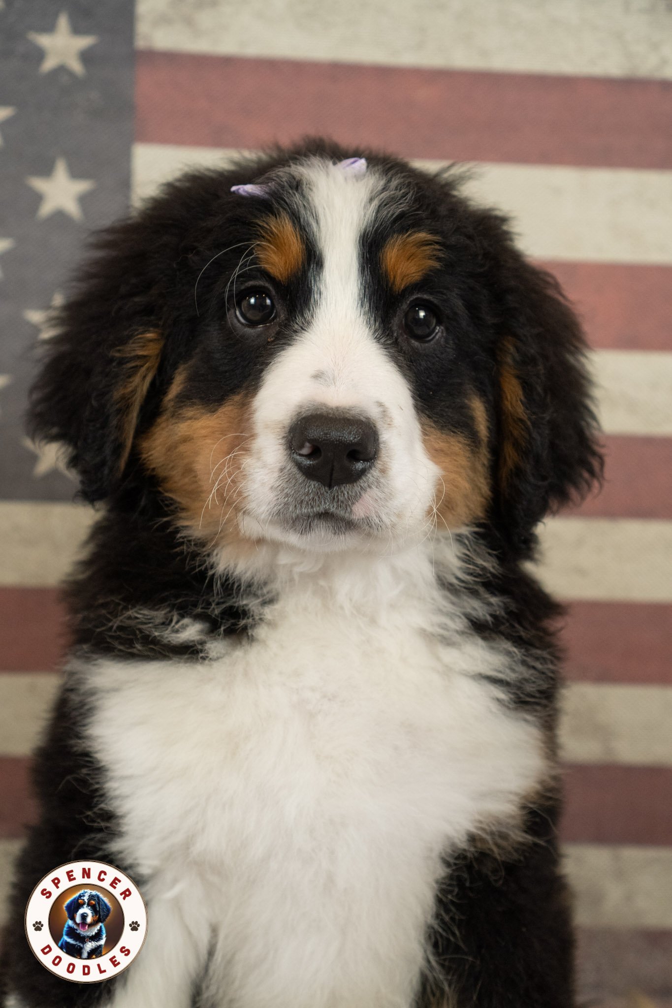 6Daisy12.jpg
