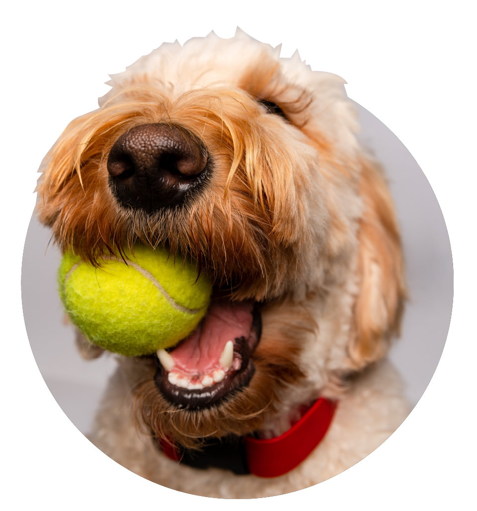 Services Dog Daycare, Overnights — Wanderlust Dogs