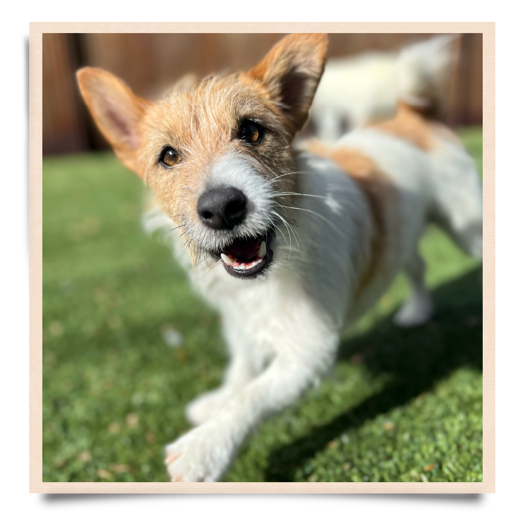 Culture | Experience the Difference — Wanderlust Dogs