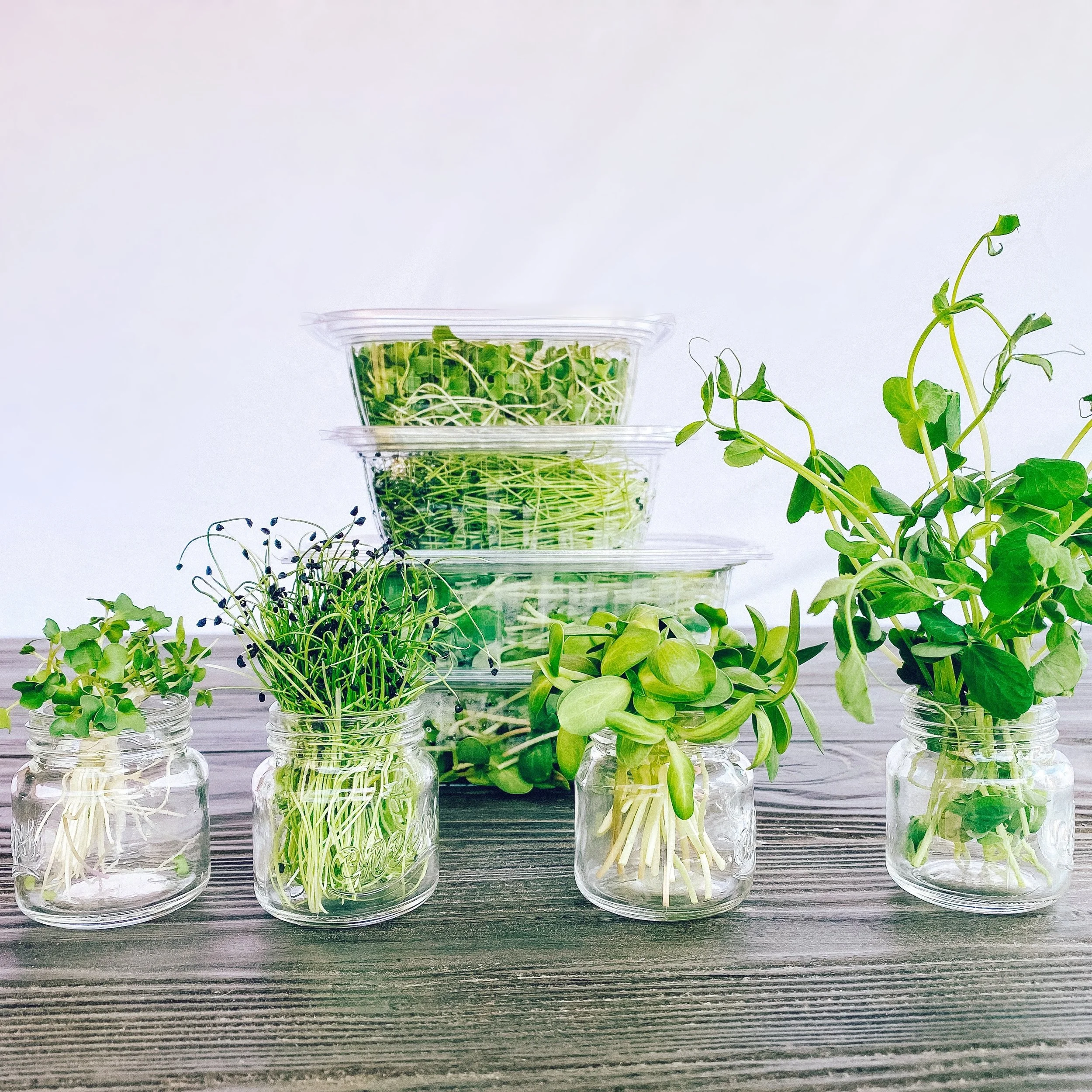 Microgreens At Home Microgreens Farming