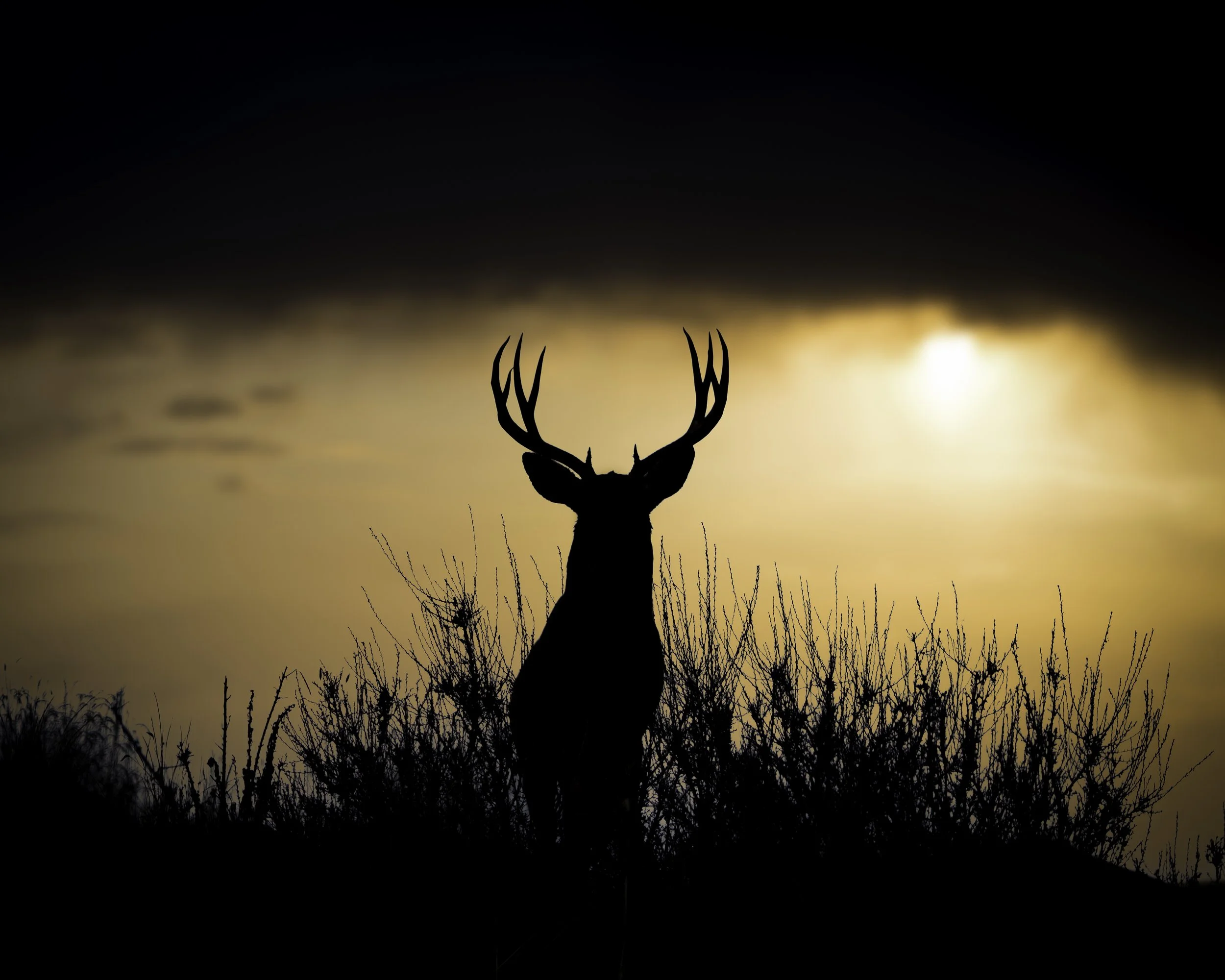 big buck for canvas.jpg