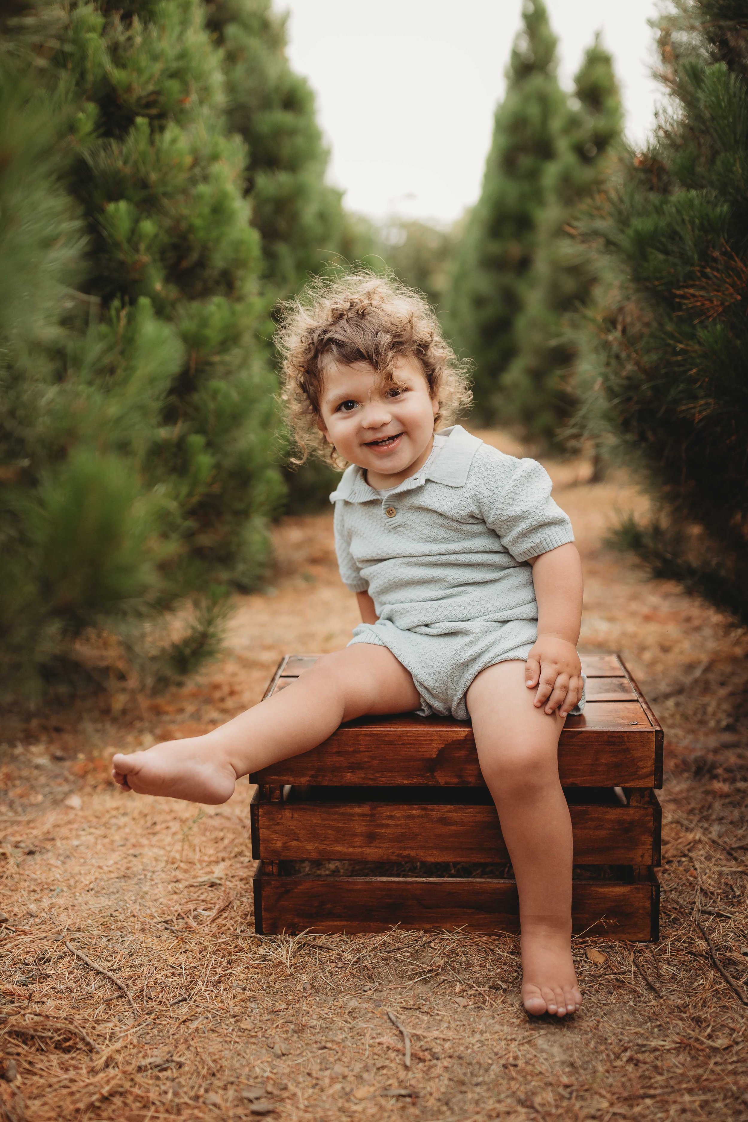 Christmas photos hills district tree farm