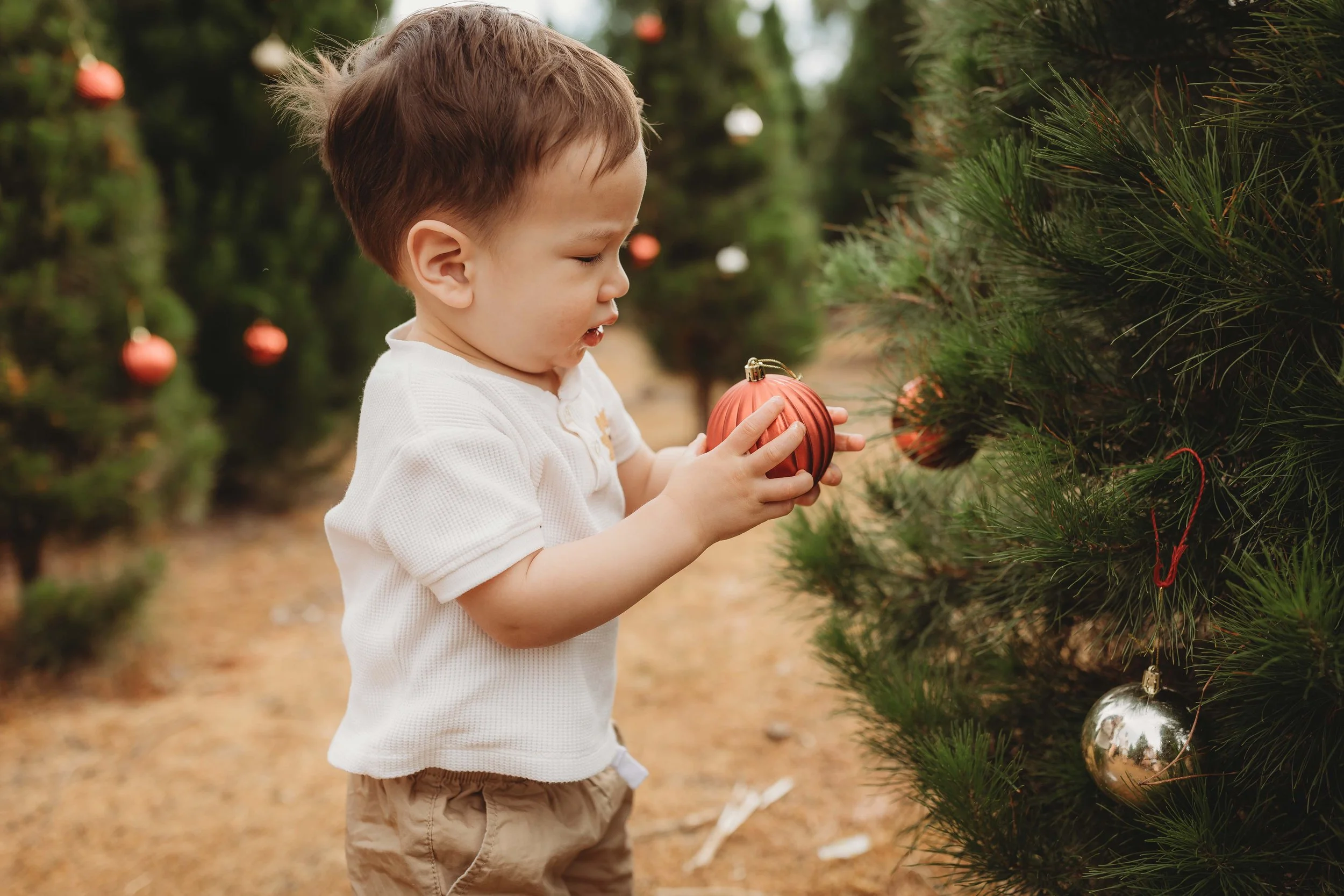 Christmas photos hills district tree farm