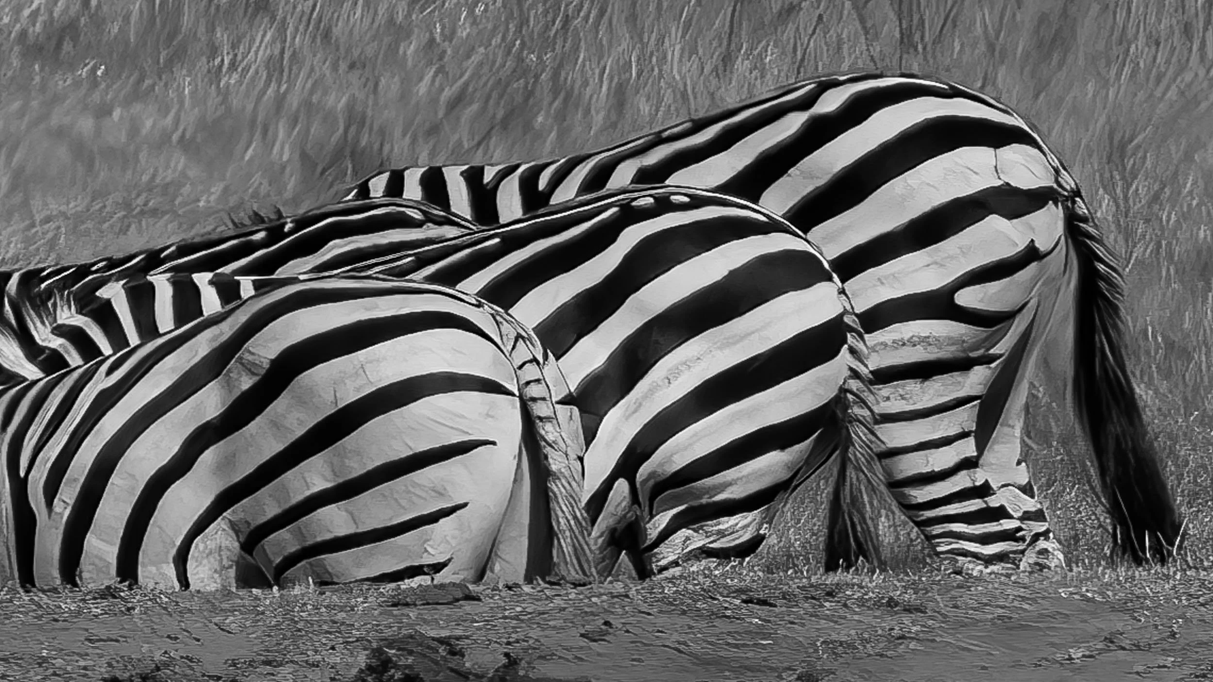 Zebra Butts.jpg
