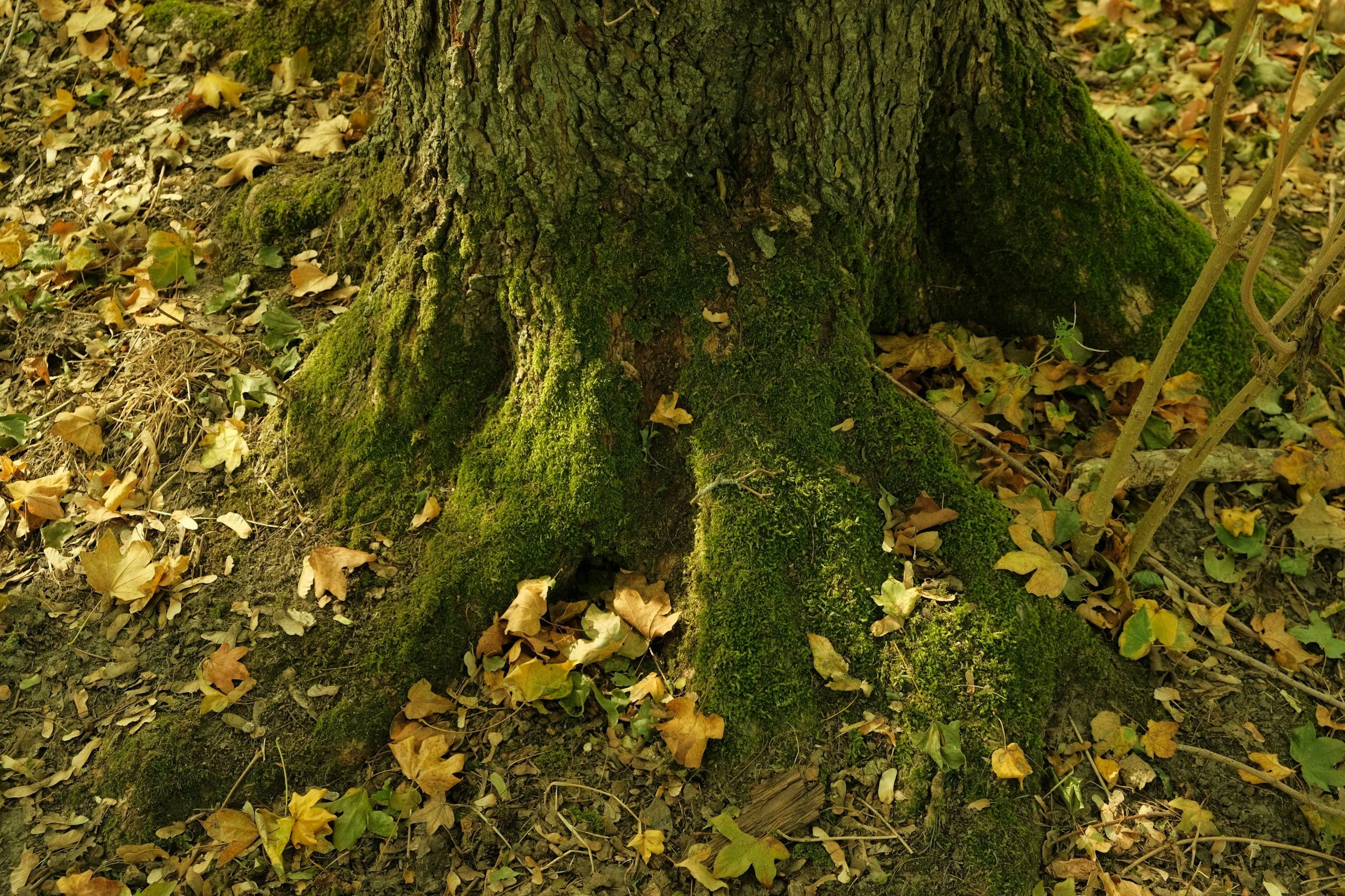 Detail of mossy tree roots with autum leaves scattered around