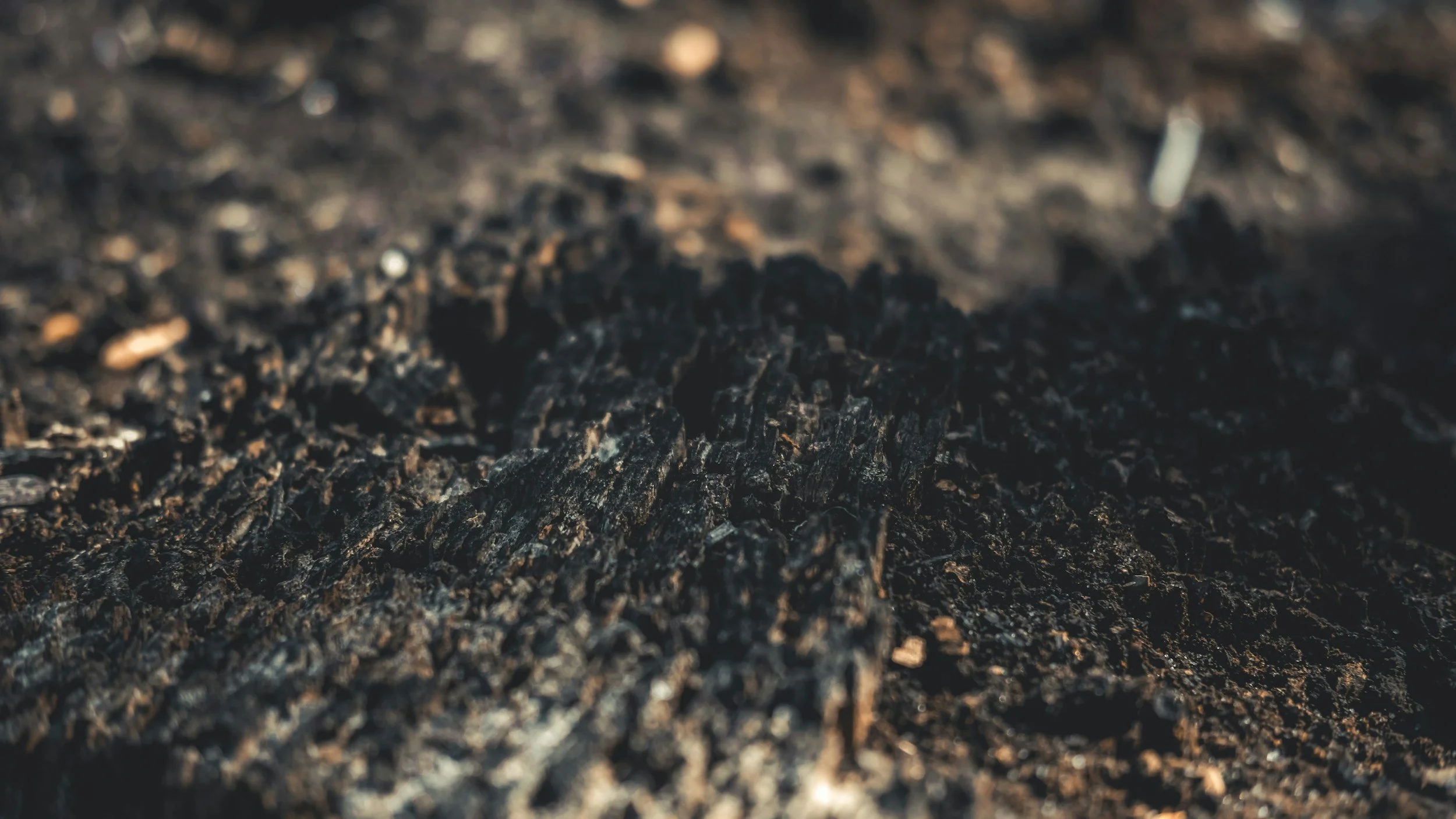 bare dirt