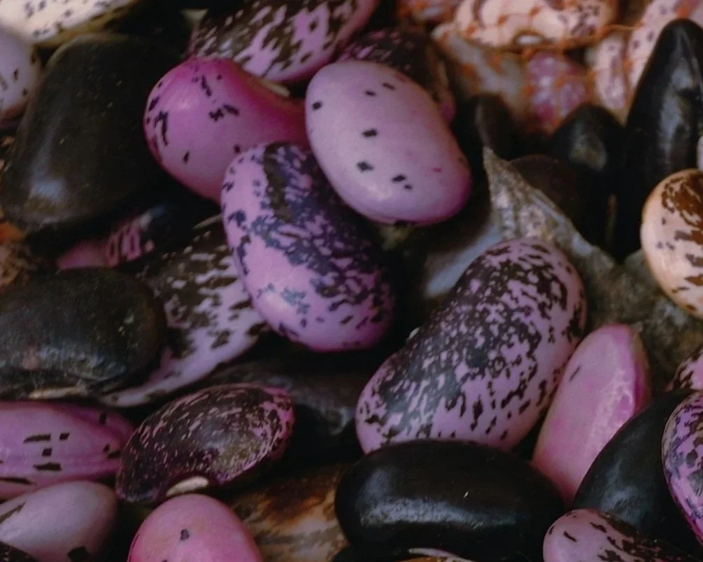 Scarlet Runner Beans