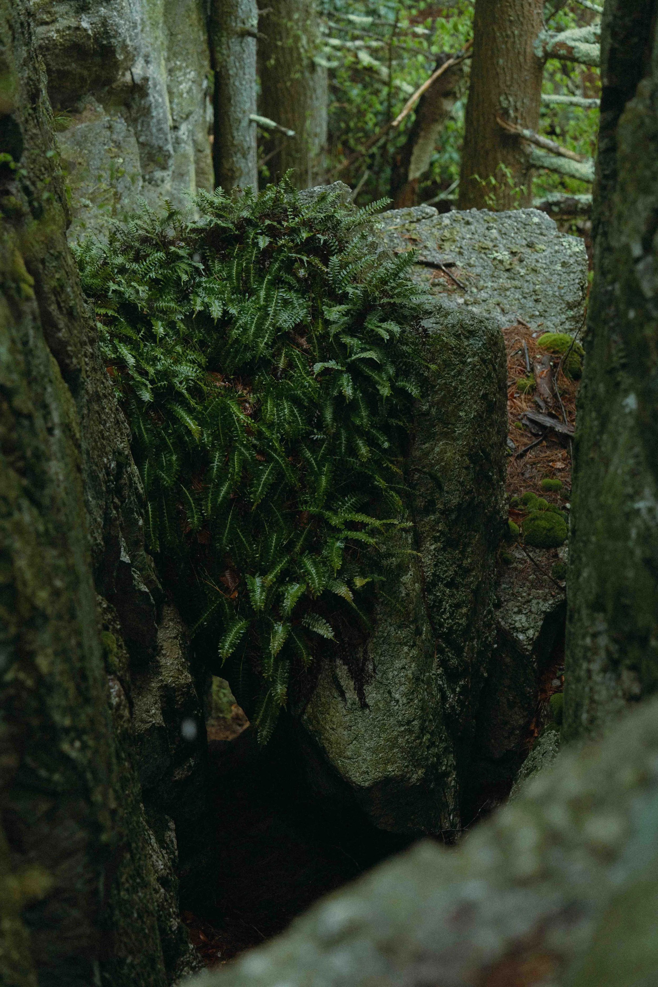 Outsiders Gertrudes Nose (54).jpg