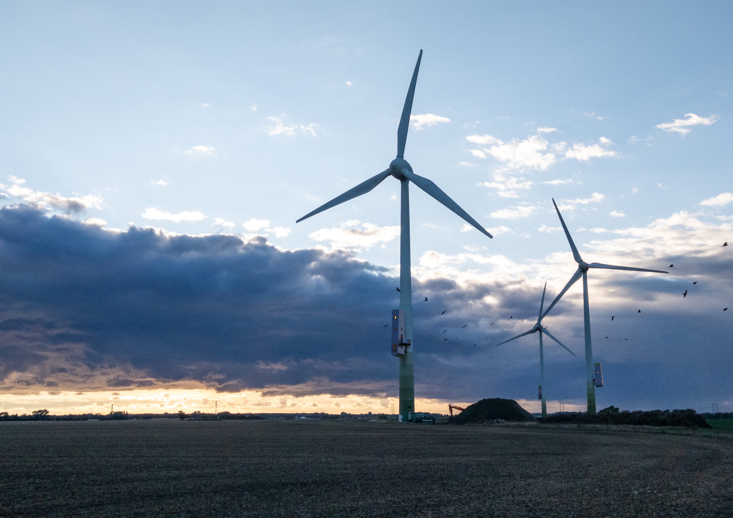 Parasite liten 4.jpg