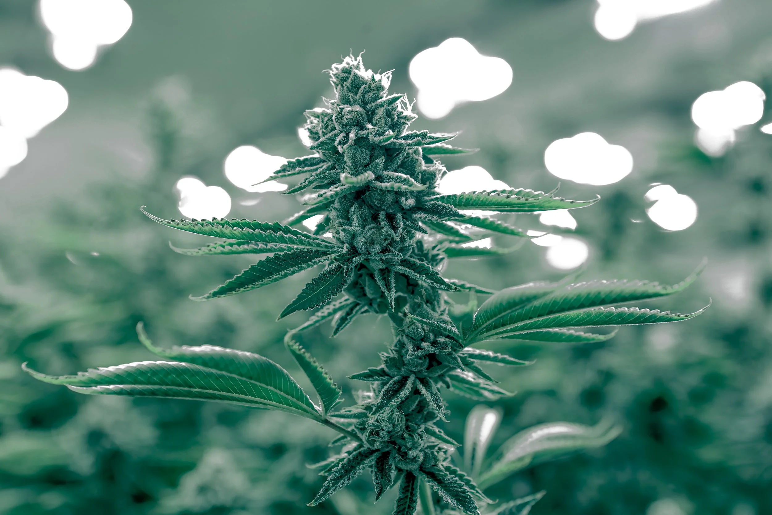 Medical cannabis cultivar in flower at peak development