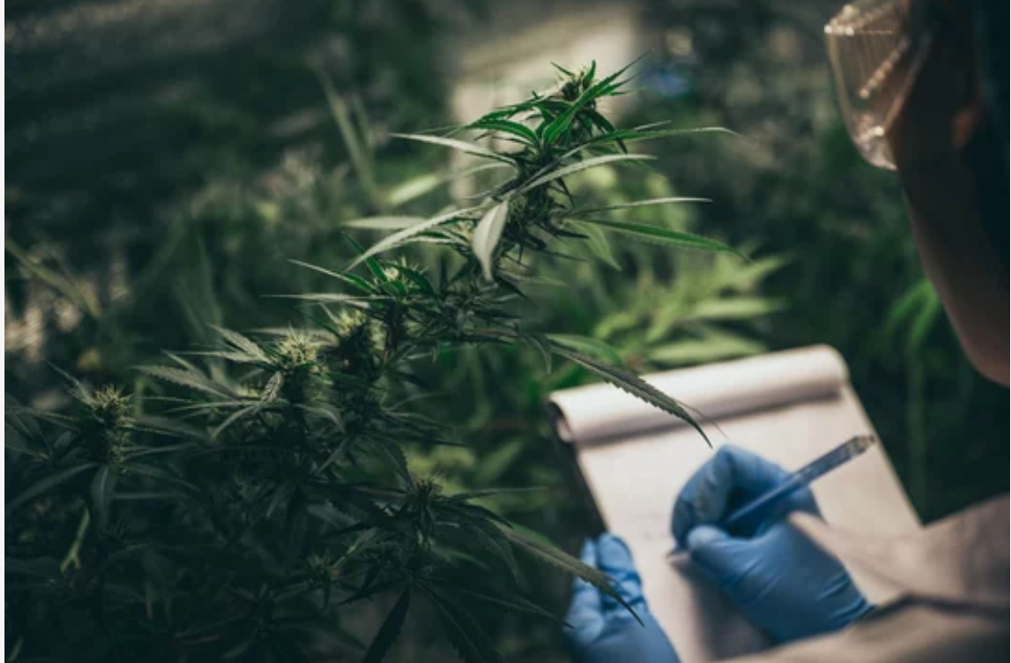 Scientist conducting medical cannabis quality analysis in laboratory